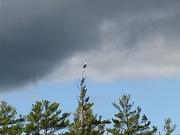 one of two eagles on the lake